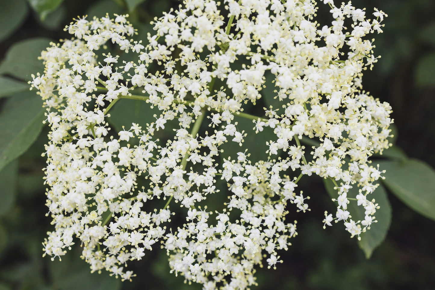 Elderflower White Balsamic Vinegar