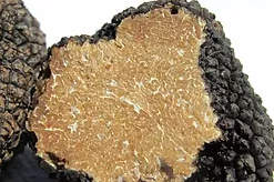 Black Truffle Oil