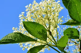 Elderflower White Balsamic Vinegar