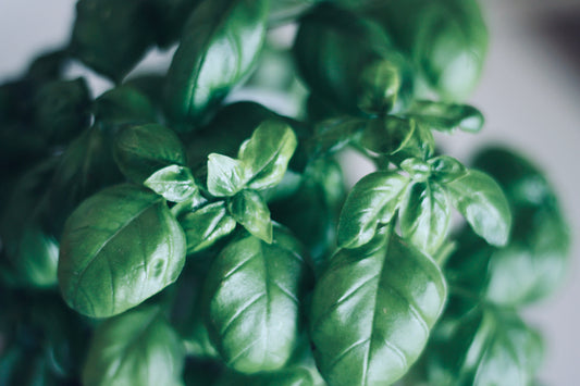 Basil Pesto