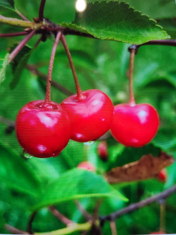 Montmorency Cherry Rose Balsamic Vinegar