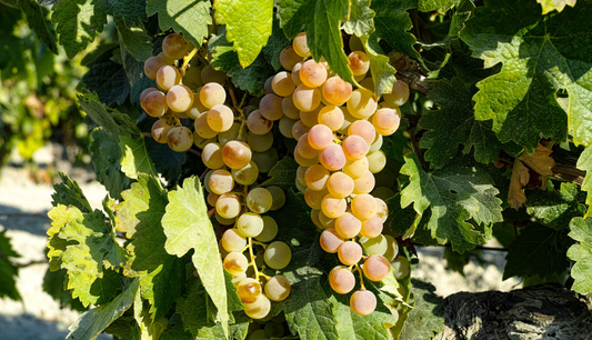 Sherry Reserve Wine Vinegar