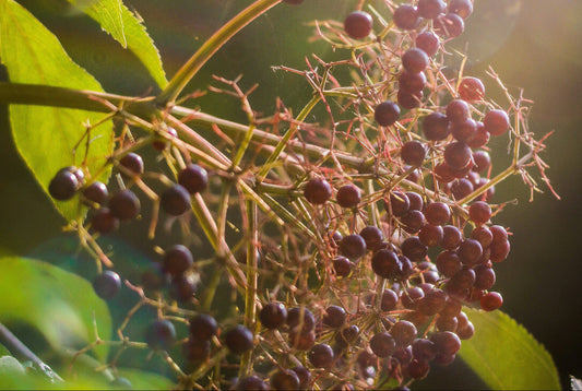 Elderberry Dark Balsamic Vinegar