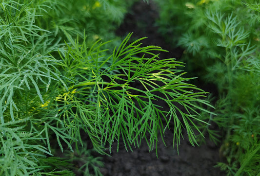 Wild Fern-leaf Dill Olive Oil