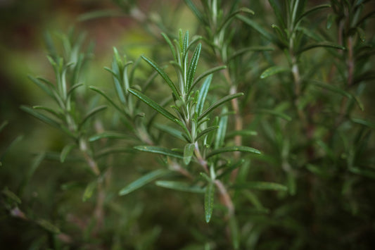 Rosemary Olive Oil