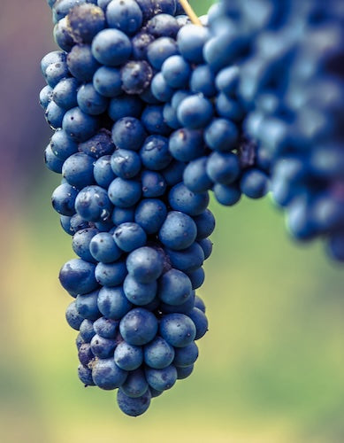 Lambrusco Wine Vinegar