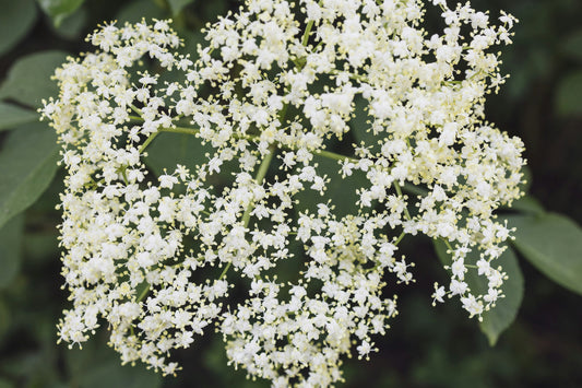 Elderflower White Balsamic Vinegar