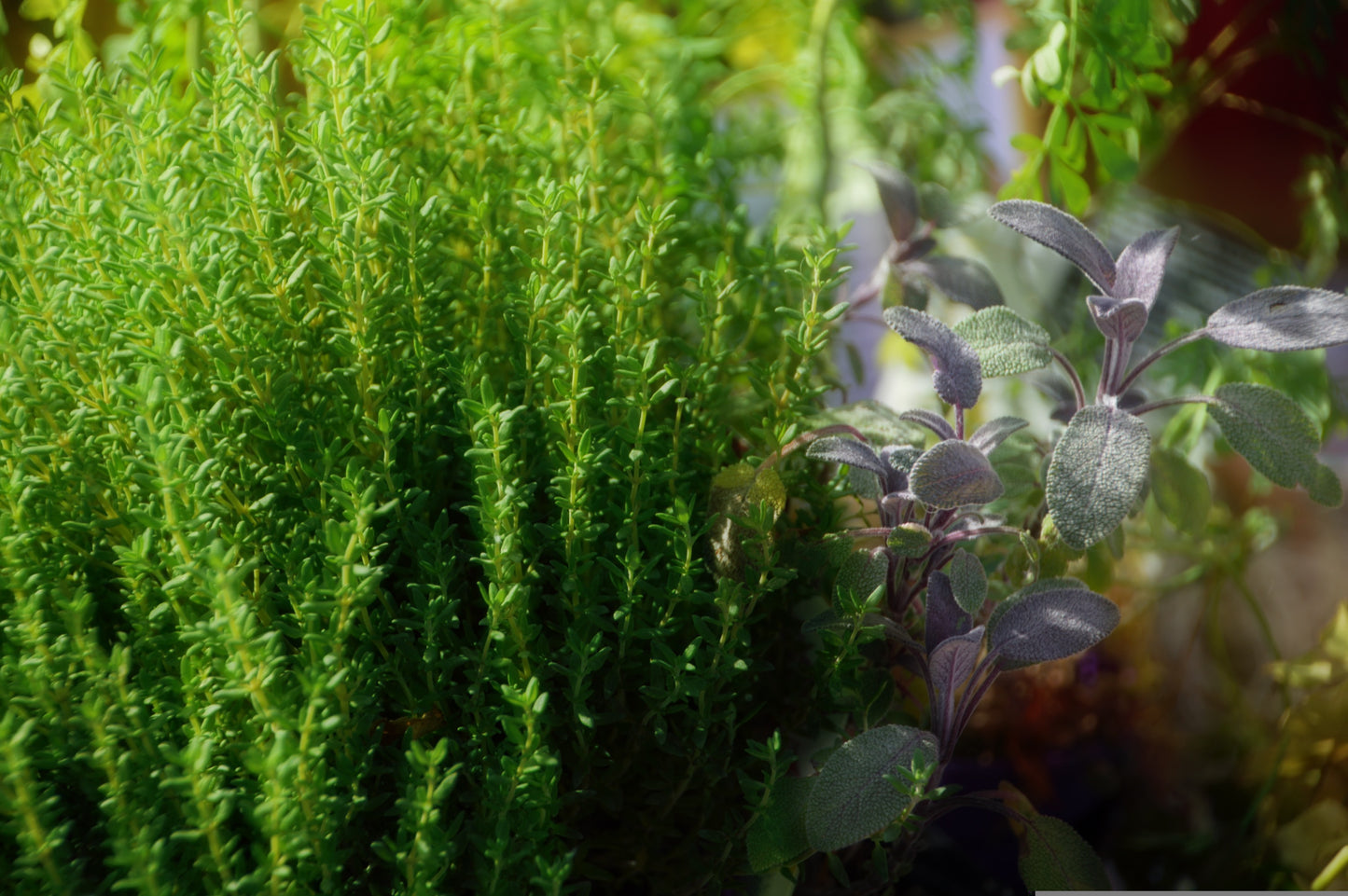 Neapolitan Dark Balsamic Vinegar