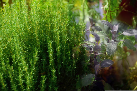 Neapolitan Dark Balsamic Vinegar