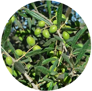 Extra Virgin Olive Oil: Mild Intensity