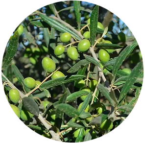 Arbequina Mild-Medium Extra Virgin Olive Oil