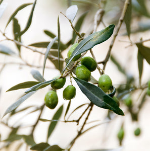 *Build Your Own* Olive Oil & Balsamic Vinegar 2-Packs