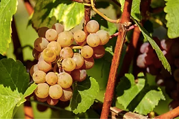 Sherry Reserve Wine Vinegar